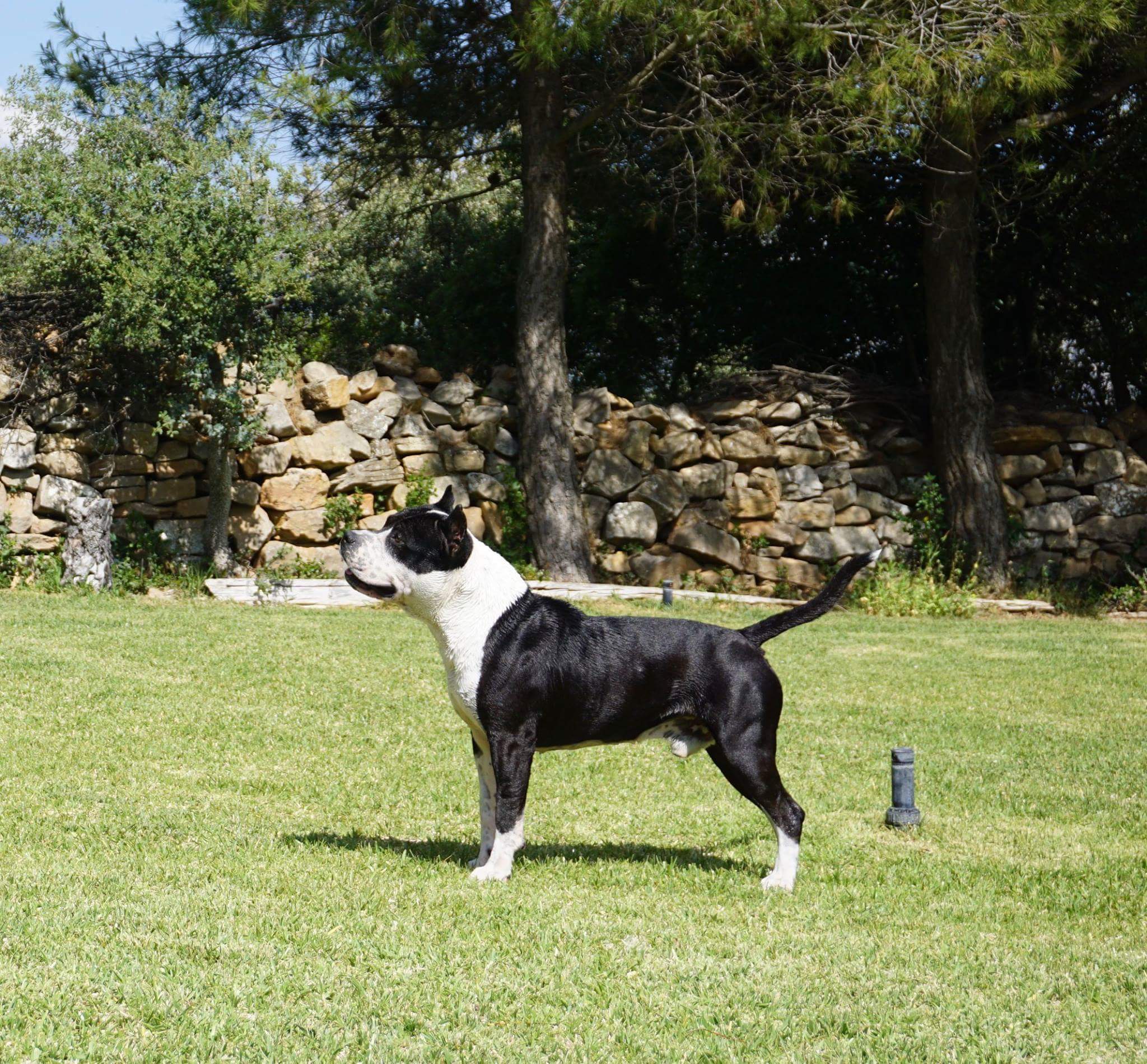 CH. landerstaffs Sugar like pather like son