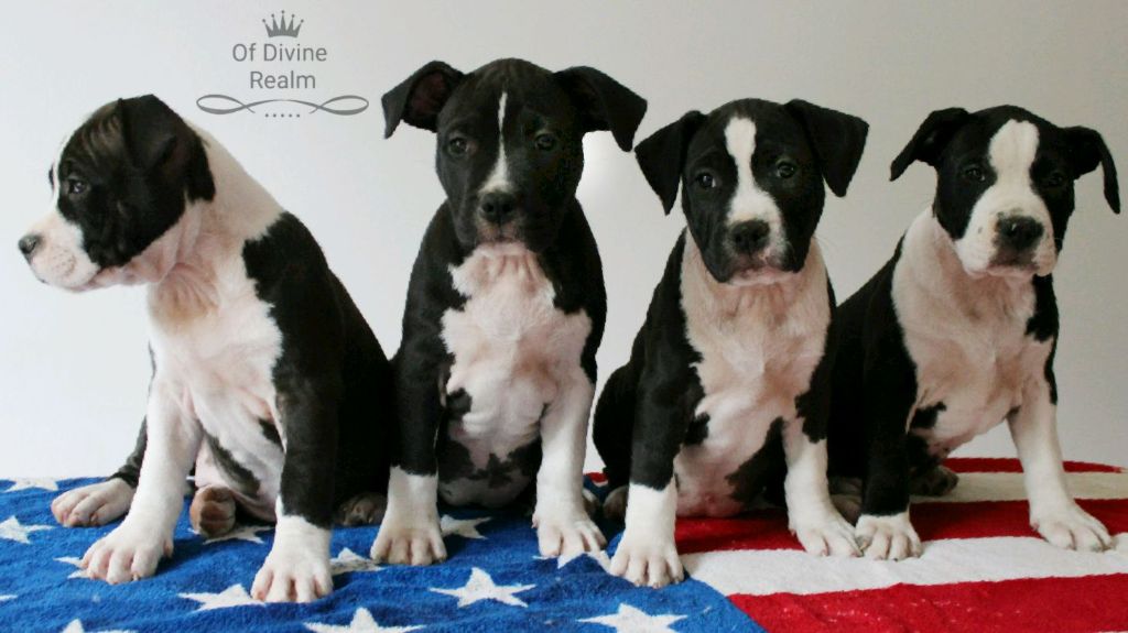 Of Divine Realm - American Staffordshire Terrier - Portée née le 09/03/2018